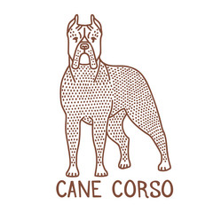 Isolated Cane Corso in Hand Drawn Doodle Style