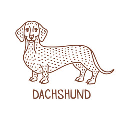 Isolated Dachshund in Hand Drawn Doodle Style
