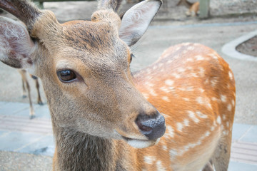 Japanesse landscapes and trational tourism