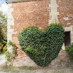 Lierre taillé en forme de coeur