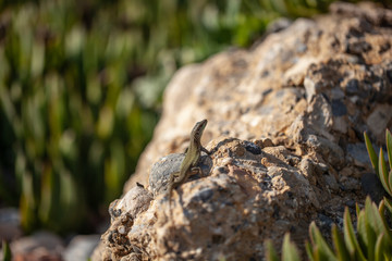 a little lizard is sitting on a stone. wild nature