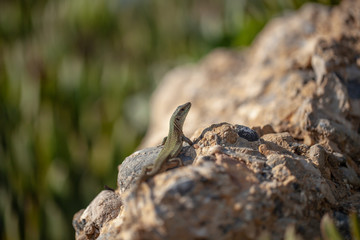 a little lizard is sitting on a stone. wild nature