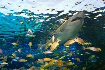 Dangerous shark swimming into the coral reef, surrounded by yellow fish
