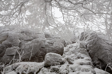 Frozen trees and rocks