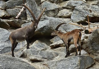 Alpensteinbock, Capra ibex, im Alpenzoo Innsbruck, Österreich