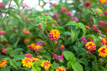 a group of small fragile flowers Lantana camara