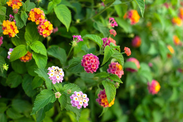 a group of small fragile flowers Lantana camara