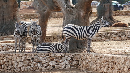 Fototapeta na wymiar Zebre di Grant nello zoo