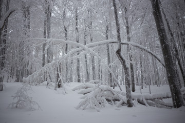 Primeval forest in winter