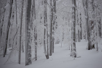 Primeval forest in winter