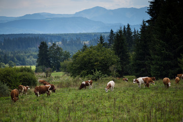 Fototapeta na wymiar Cows on pasture in High Tatras, Slovakia