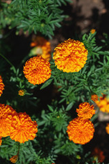 Marigold flowers are orange and yellow. natural background