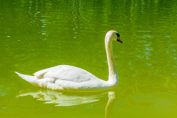 White swan in pond at city park