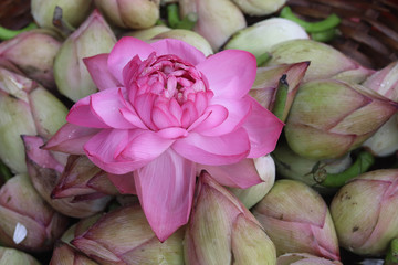 Lotus buds and Lotus Flowers