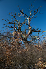 Old oak in Gavurky, Slovakia