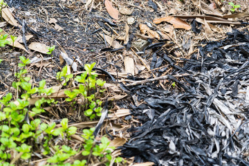 Traces of burning leaves on the ground