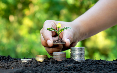 Plant trees by hand on coins, ideas for saving money and growing money.