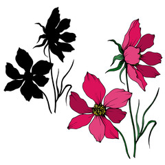 Vector Cosmos floral botanical flowers. Black and white engraved ink art. Isolated cosmea illustration element.