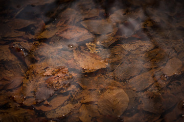 Obraz na płótnie Canvas Leaves under water