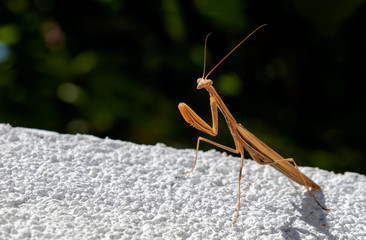 Prayng mantis