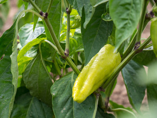 Green Pepper in Garden