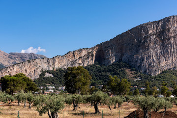 panorama of an olive grove in Palermo, Sicily