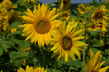 Sonnenblumen, helianthus annuus, sunflowers