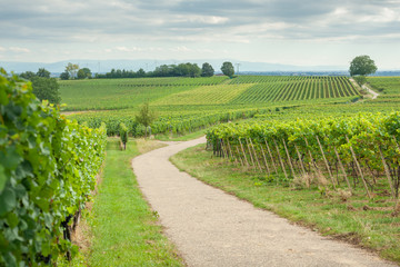 Fototapeta na wymiar landwirtschaftlicher Weg durch Weinreben