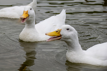 Group of white Pekin Ducks quacking
