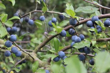 Close up of blackthorn berries in autumn