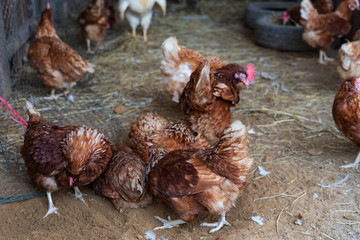 The flock of chickens clean themselves in the farm.