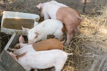 Small piglets eating in the farm