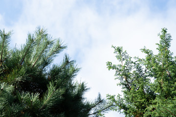 Green pine leaves on the blue sky