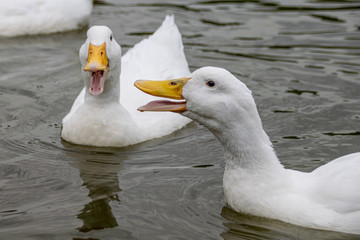Group of white Pekin Ducks quacking