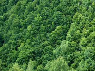 Woods Texture from Mountains in Summer
