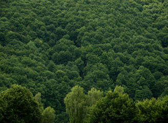Woods Texture from Mountains in Summer