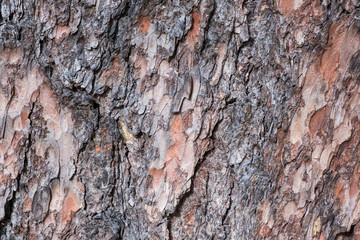 Pine tree bark closeup as background