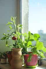 home plants on pots in rays of the sun