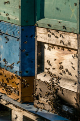 Bienen im Anflug auf Bienenkasten