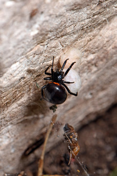 Griechische Fettspinne / Falsche Schwarze Witwe (Steatoda paykulliana) mit Kokons - black spider / false widow with Cocoon, Greece