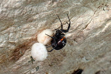 Griechische Fettspinne / Falsche Schwarze Witwe (Steatoda paykulliana) mit Kokons - black spider /...