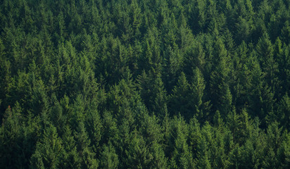Woods Texture from Mountains in Summer
