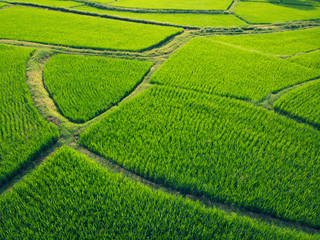 Aerial view Top view Green fields Start the planting season Summer of Thailand.