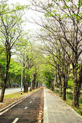Landscape nature trees public park, Travel thailand