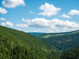 Mountain image with pines and clouds on a sunny sumer day