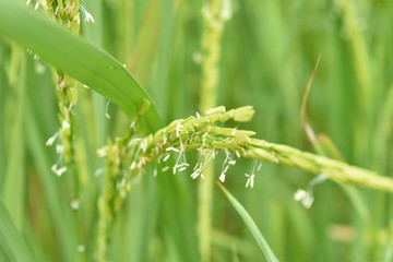 green rice in the paddy field.