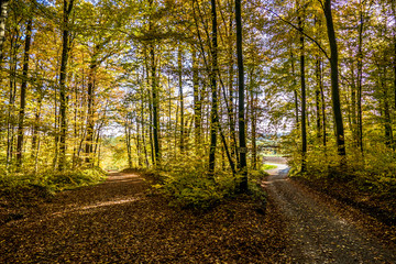 Sonnenlicht im Herbstlichen Wald