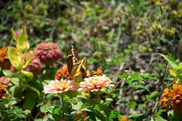 Multi-colored flowers in your garden