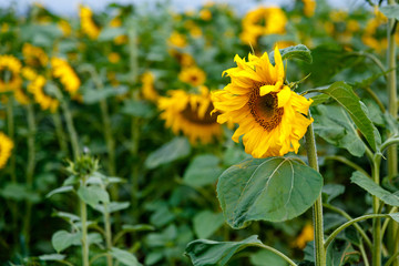 field of yellow sunflowers on a farm
