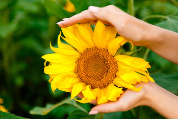 Fototapeta premium yellow sunflower in female hands on a background of sunflowers